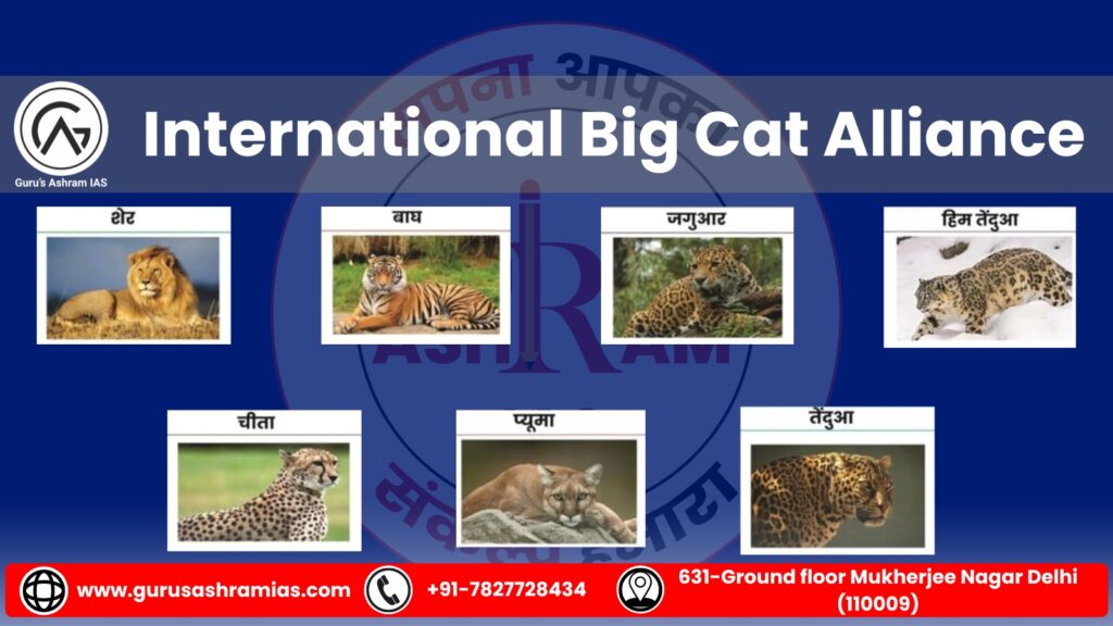 International Big Cat Alliance